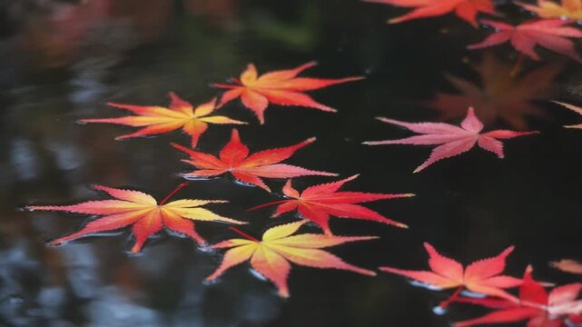 Brilliant Crimson Gold Autumn Maple Leaves Slow Motion Macro Cinematic Loop - Fall Foliage Nature Abstract Background