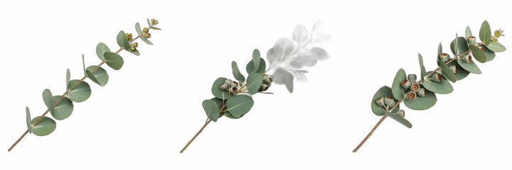 Green silver dollar eucalyptus branches set isolated on transparent background, realistic realistic 3D foliage stems with round leaves for wedding and floral design elements, aromatic herbal greenery  © michael