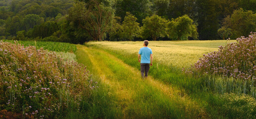 Fototapeta premium Man enjoying nature and walking alone on a scenic natural path through fields and meadows in summer