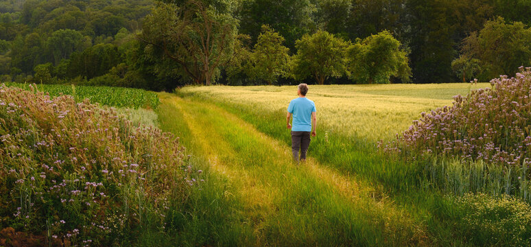 Man enjoying nature and walking alone on a scenic natural path through fields and meadows in summer