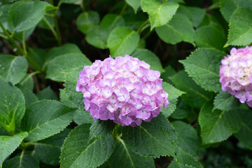 Fototapeta premium 紫陽花