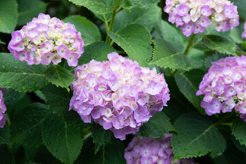 Fototapeta premium 紫陽花