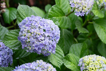 Fototapeta premium 紫陽花