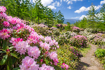 Fototapeta premium Colorful spring flower garden with mountain view and walking path