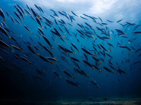 school of fish swimming in ocean