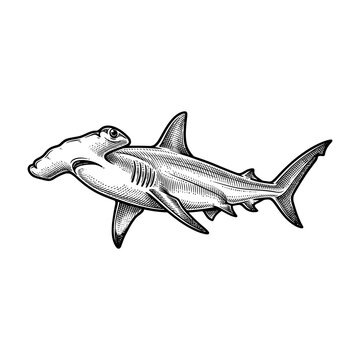 Hammerhead shark swimming in water.