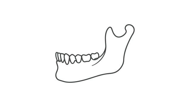 Minimalist outline drawing of a human lower jaw bone with teeth.