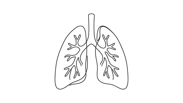 Continuous line drawing of human lungs with bronchioles structure.