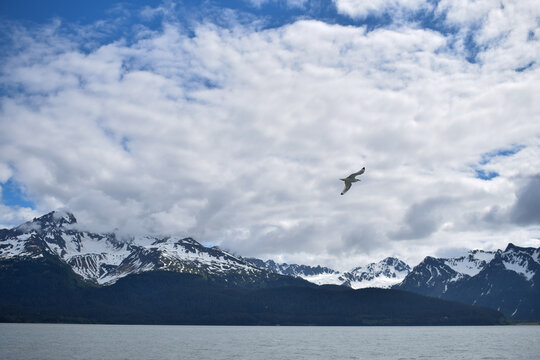 Seagull over Resurrection Bay in Seward