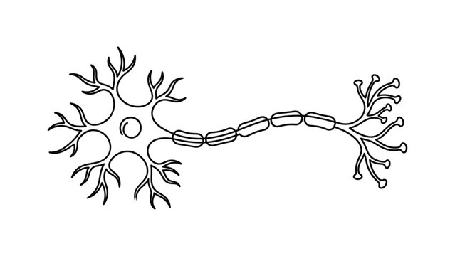 Black and white line art illustration of a human neuron cell.