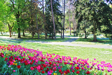 Fototapeta premium Beautiful Pink Tulips in Public Park Garden, Spring Landscape