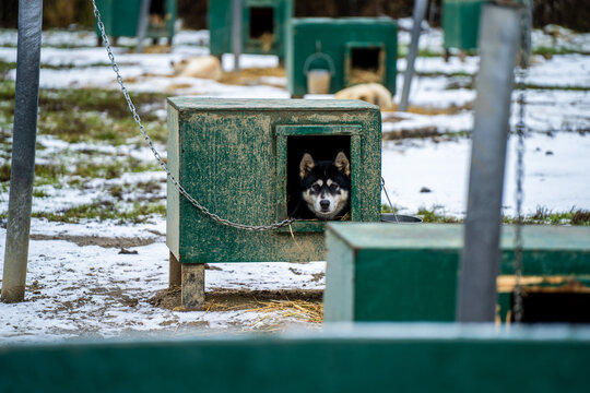 Alaska sled dogs