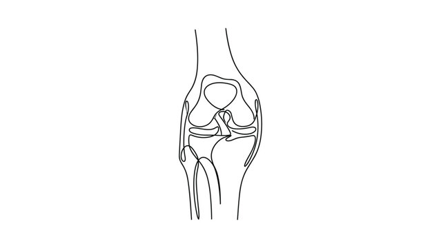 Minimalist continuous line drawing of human knee joint anatomy.