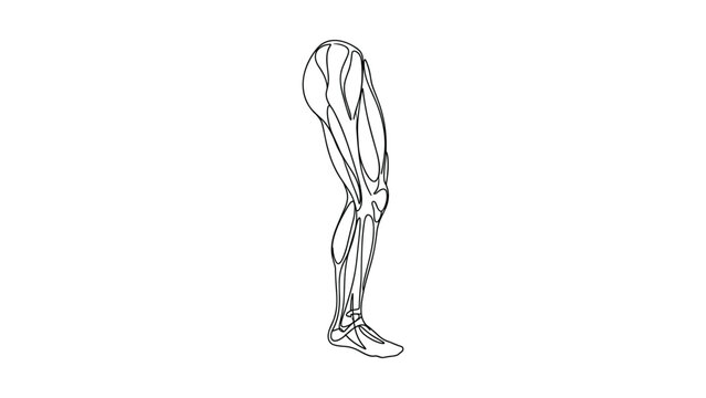 Anatomical line drawing of a human leg showing muscles and bones.