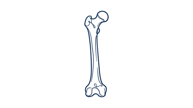 Anatomical illustration of human femur bone isolated on white background.
