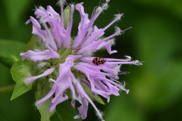 Asia n Ladybug on Native Bee Balm FLower © Kimberly