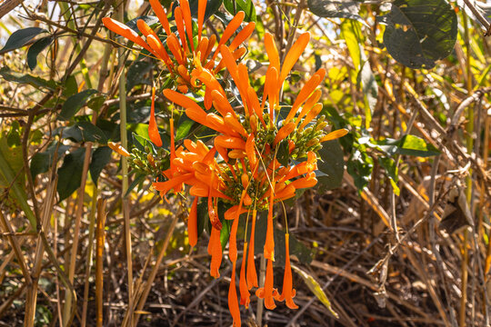 flor laranja na cidade de Contagem, Estado de Minas Gerais, Brasil