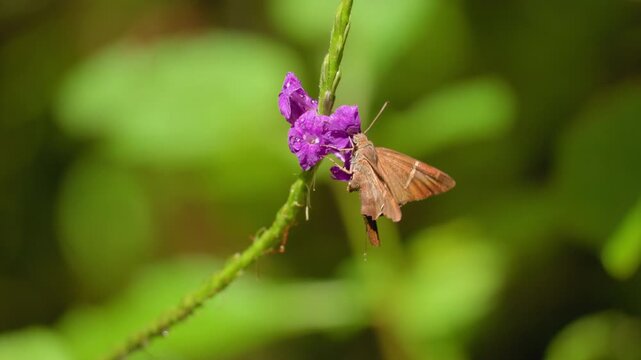 Brown skipper butterfly perches on vibrant purple verbena flower in Costa Rica jungle. Delicate wings spread as insect feeds on nectar with soft green bokeh background creating natural depth.