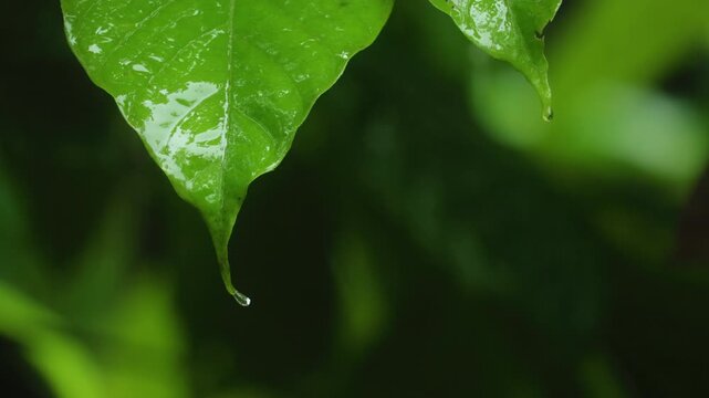 Close-up of vibrant green leaves glistening with water droplets in Costa Rica jungle. Rain falls from pointed leaf tips against soft bokeh forest background creating serene tropical atmosphere.