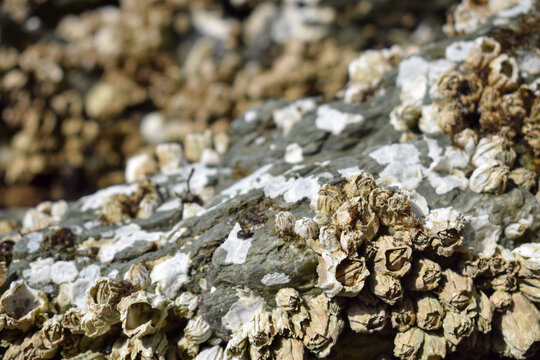 Barnacles in Kachemak Bay in Homer Alaska