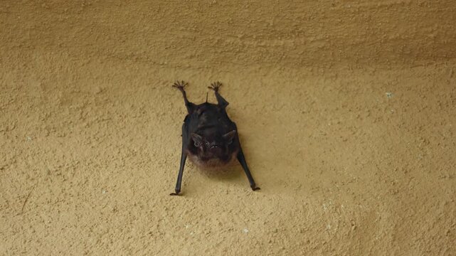 A small brown bat hangs upside down on a rough textured stucco wall surface. The nocturnal mammal displays folded wings and distinctive pointed ears while resting during daytime hours.