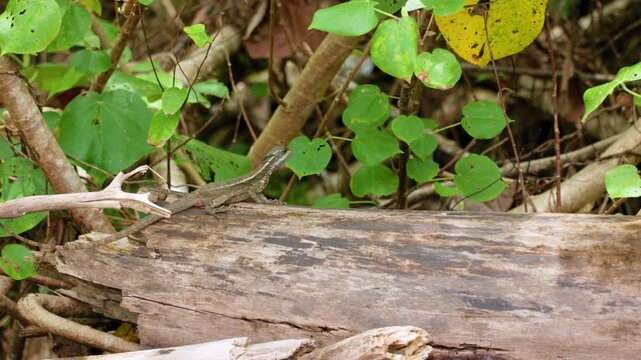 Jesus lizard rests on weathered driftwood log surrounded by lush green tropical foliage. The basilisk displays distinctive profile while basking in natural jungle habitat with vines and branches.