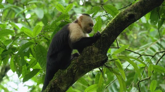 White-faced capuchin monkey sits on moss-covered tree branch eating food in lush Costa Rica jungle. Tropical rainforest canopy with vibrant green foliage surrounds the primate in natural habitat.