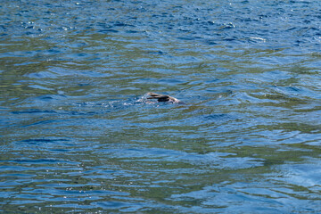Obraz premium The Hawaiian monk seal (Neomonachus schauinslandi) in Lehua Channel between Lehua Island (Lehua Crater) and Niihau Island. Kauai County, Hawaii. Pacific Ocean