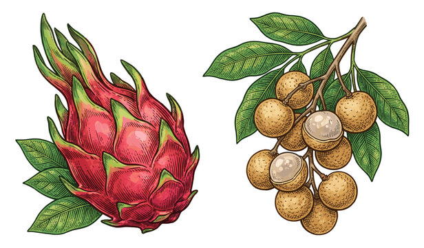 Hand drawn vintage botanical illustration of exotic tropical fruits featuring vibrant pink dragon fruit and a branch of sweet longan