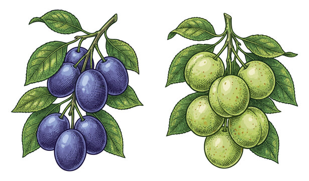 Botanical illustration of ripe purple plums and green greengage plum branches with leaves isolated on white background