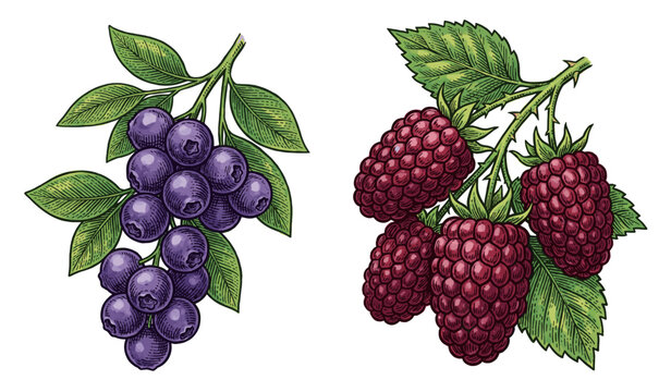 Hand-drawn detailed illustration of fresh organic blueberries and ripe raspberries with green leaves on white background