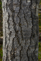 Fototapeta premium Rugged Gray Tree Bark Close-Up — Deeply Furrowed Cracked Texture, Boreal Forest Tree Trunk, Pacific Northwest Nature Background, Dark Moody Tones