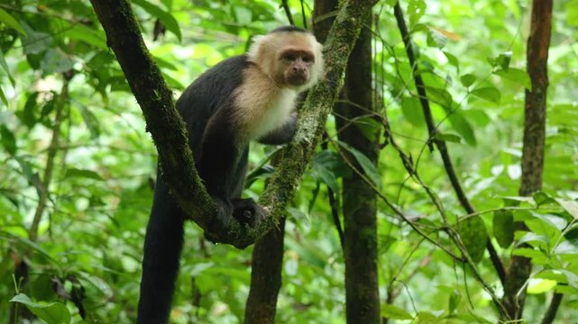 White-faced capuchin monkey rests on moss-covered tree branch in lush Costa Rica jungle. Primate observes surroundings in dense tropical rainforest with vibrant green foliage and natural habitat.