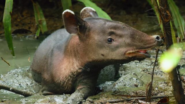 Bairds tapir relaxes in shallow muddy water surrounded by lush green tropical foliage. The endangered mammal with distinctive prehensile snout rests peacefully in its natural rainforest habitat.