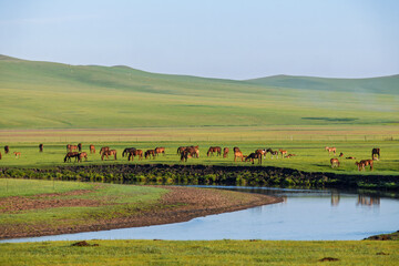 Fototapeta premium The horse herd scenery in the Mergel River Valley of the Hulunbuir Grassland in Hulunbuir City, Inner Mongolia Autonomous Region, China
