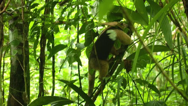 Anteater navigates through dense tropical rainforest vegetation, climbing tree branches surrounded by vibrant green foliage. The mammal moves carefully among leaves and vines in natural jungle.