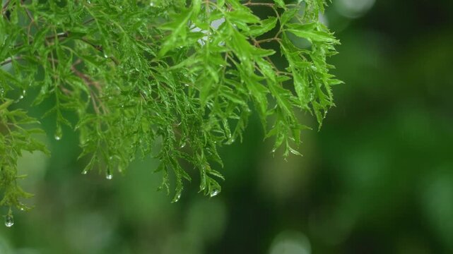 Costa Rica jungle foliage glistens with fresh raindrops as water beads drip from delicate green maple leaves. Lush tropical vegetation creates soft bokeh background in this serene rainforest scene.
