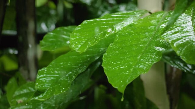 Raindrops falling on vibrant green tropical leaves in Costa Rica jungle. Close-up of wet glossy foliage with water droplets streaming down waxy surfaces during tropical rainstorm in lush rainforest.