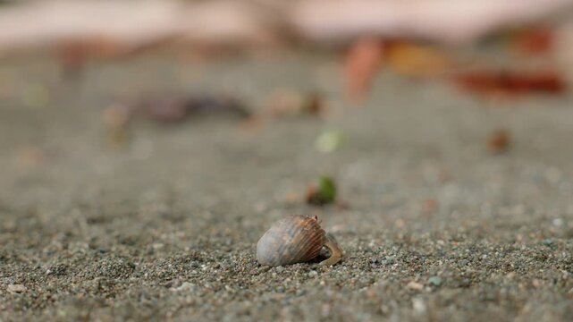 Close-up macro shot of a small hermit crab in a striped shell slowly crawling across gray sandy beach with scattered fallen leaves, driftwood, and natural debris in soft bokeh background.