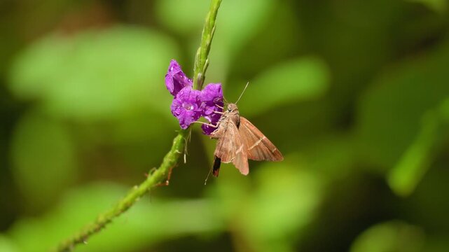 Brown skipper butterfly with delicate wing markings feeds on dew-covered purple verbena flowers along green stem, soft bokeh foliage background creates dreamy tropical garden atmosphere.