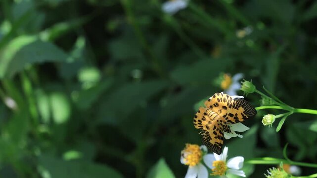 The Zigzag Flat (Odina decoratus)  is a beautiful, small, and rare butterfly that can be found in Pang Sida National Park, Sa Kaeo Province, Thailand.