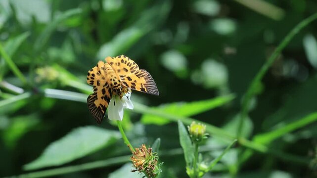 The Zigzag Flat (Odina decoratus)  is a beautiful, small, and rare butterfly that can be found in Pang Sida National Park, Sa Kaeo Province, Thailand.