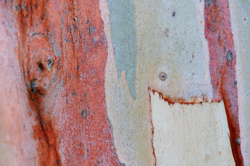 the unique and colorful bark texture of a eucalyptus tree, often referred to as a rainbow eucalyptus © Natalya Likhina