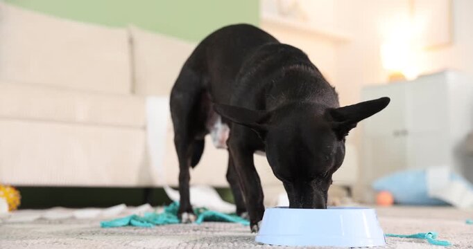 Cute dog eating from bowl on floor at home, closeup