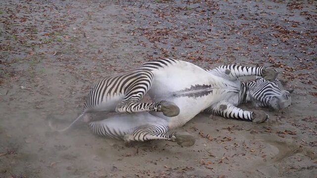 砂浴びするシマウマ
