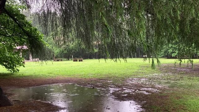 Dramatic sun flare and sunlight beaming through green trees after heavy rain in public park silent