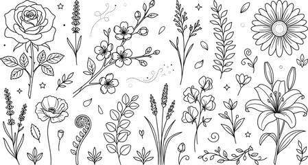 Floral botanical elements set including rose daisy lily lavender cherry blossom branches outline line art vector illustration collection © MD