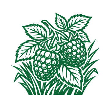Graphic illustration of fresh raspberries on a branch with green leaves and grass raspberry botanical