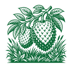 Obraz premium Vintage style woodcut illustration of soursop guanabana fruit hanging from a branch with guanabana, tropical