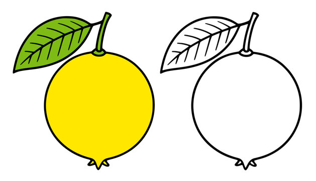 Abiu illustration, minimalist line art and colored icons, for food theme coloring page